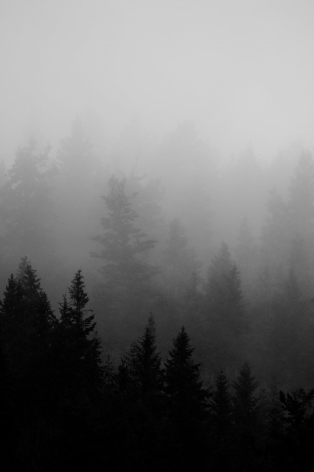 Layers of pine trees fading into mountain mist.