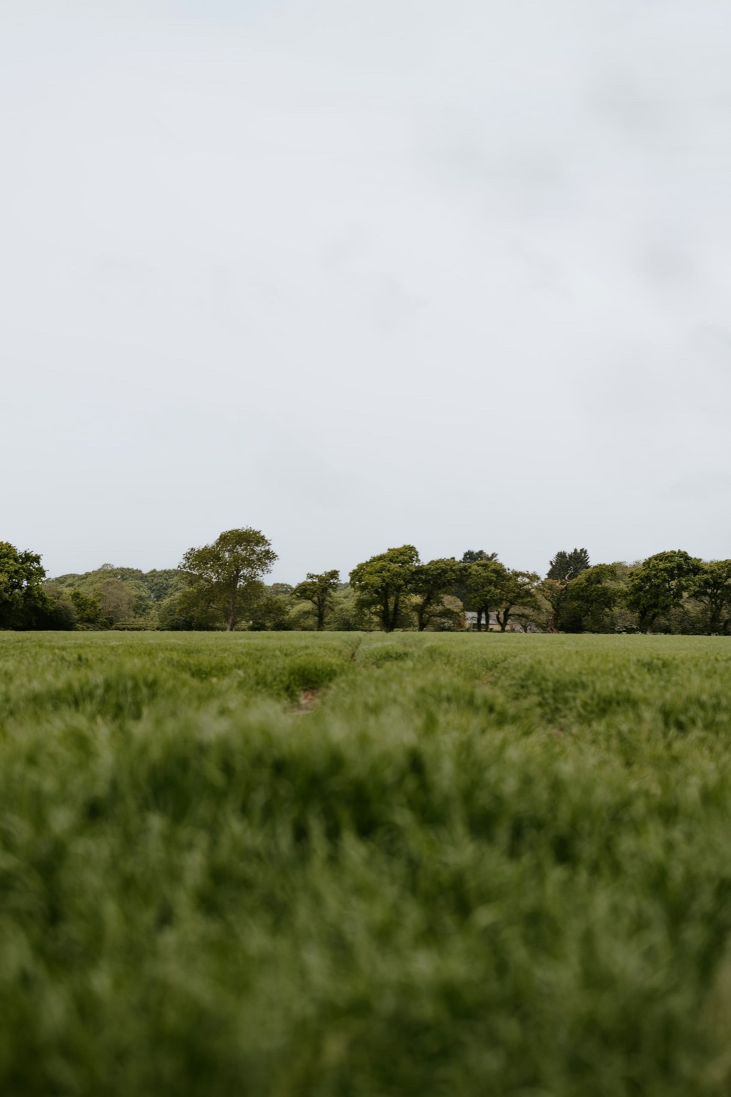 A green meadow under a pale summer sky.